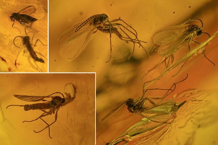 Fossil Fly Swarm (Diptera) In Baltic Amber #81779